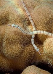 Pipe fish. 60mm. by Derek Haslam 